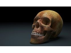 Моделирование черепа для анатомического атласа