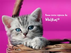 Реклама для whiskas, pedigree