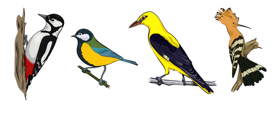 birds12.jpg