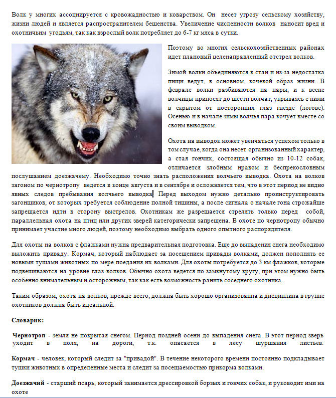 Охота на волков, описание, статья.jpg