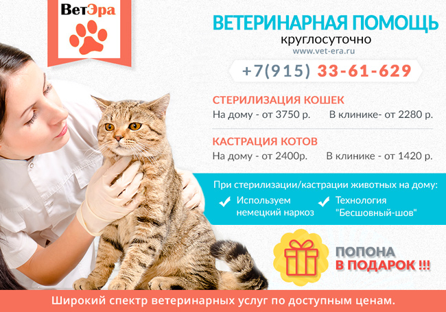 Кастрация цена на дом. Реклама ветеринара. Реклама ветеринара на дом. Ветеринарный врач объявление. Реклама ветеринарных услуг.