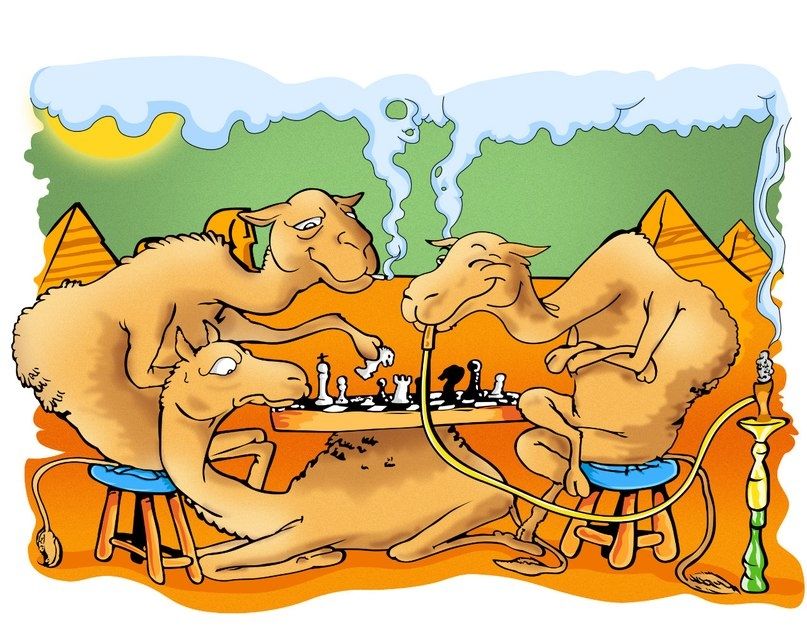 camels.jpg