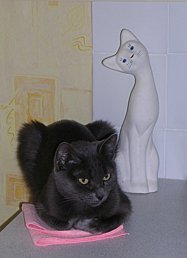 Две кошки..jpg