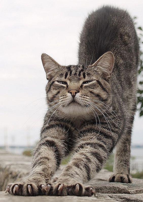 Котомодель.jpg