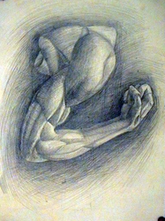 Мышцы руки.jpg