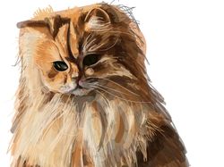 Иллюстрация "Кот"