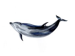 Дельфин Афалина
