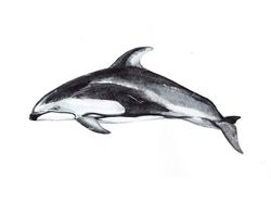 Тихоокеанский белобокий дельфин