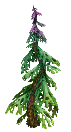 trlFirHollow.jpg