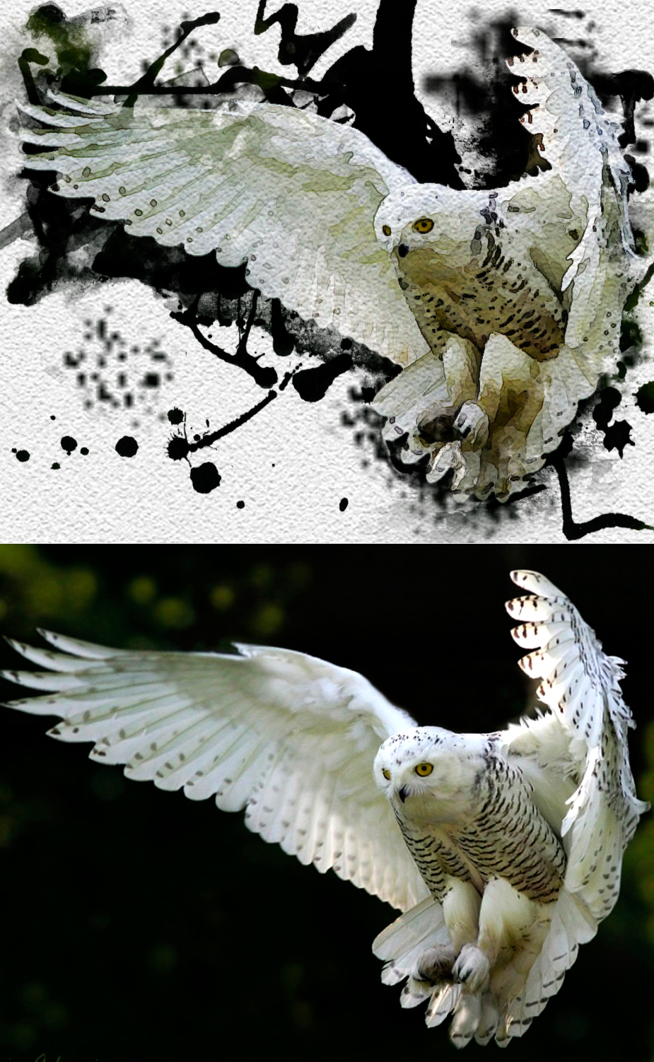Сова-Акварель.jpg