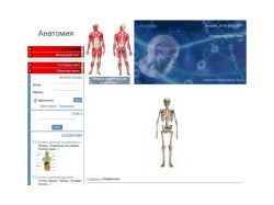 Анатомия человека | Справочник