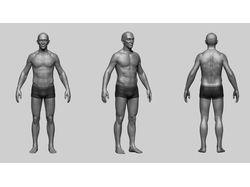 male anatomy study