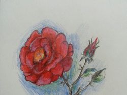 Чайная роза, цветные карандаши