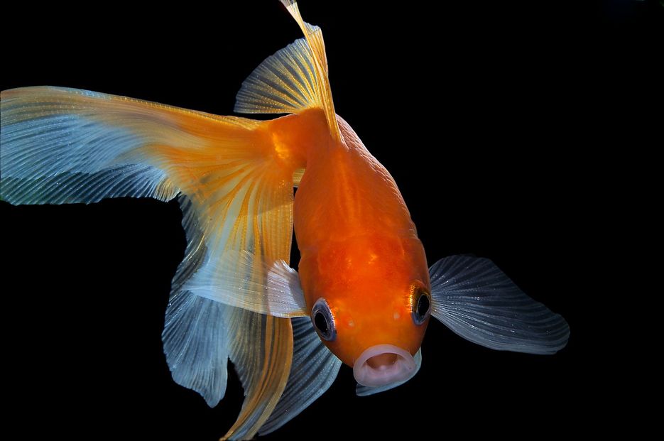Три желания рыбке. Carassius auratus Золотая рыбка. Проблема золотых рыбок. Исполню три желания рыбка. Обалдевшая Золотая рыбка.