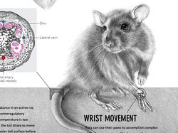 Инфографика о Rattus Nogvegicus