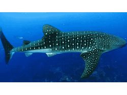 Китовые акулы – долгожители океана