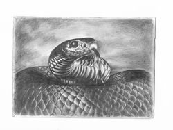 Зарисовка А5 змея