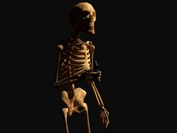 Визуализация художественного скелета человека