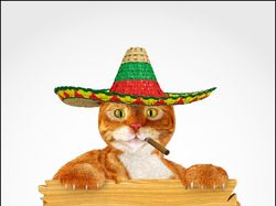 Sombrero cat