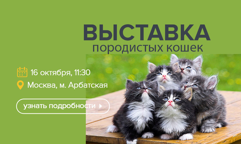 Выставка кошек.jpg