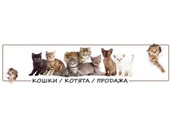 Оформление группы VK "Кошки/Котята/Продажа"