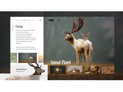 Design-concept | Сайт на тему "Природа"