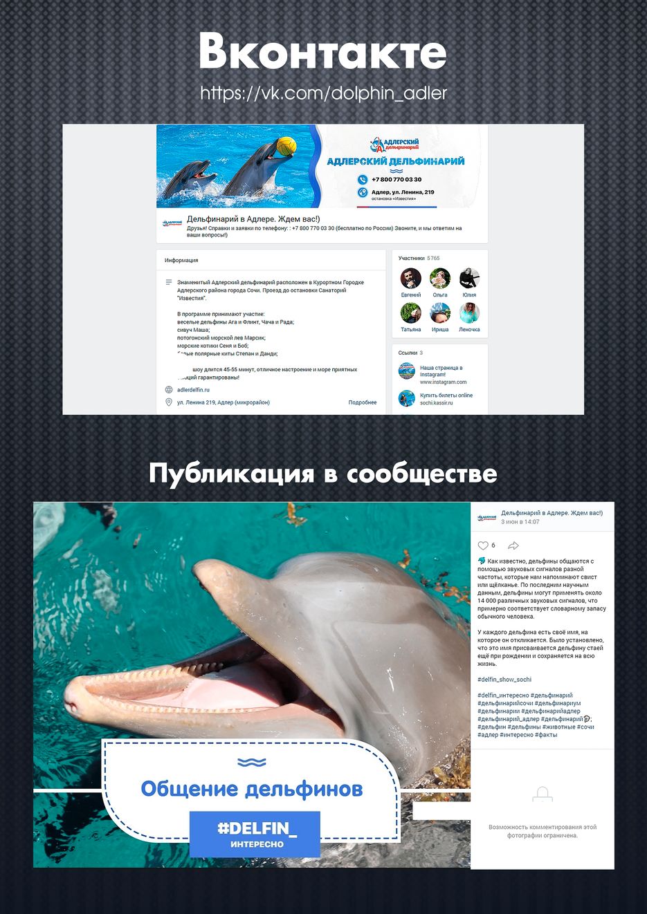 dolphin_adler.png