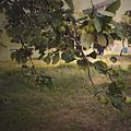 goldberry_