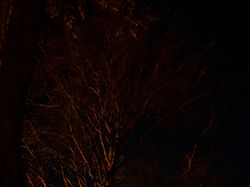 Волчья луна