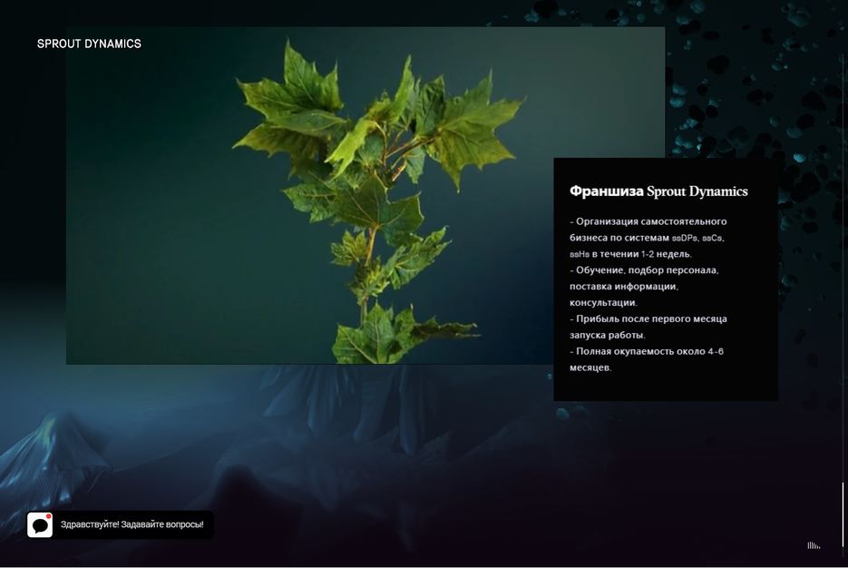 sprout5.jpg
