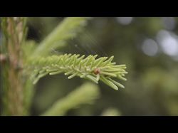 Видео природы для Youtube-канала