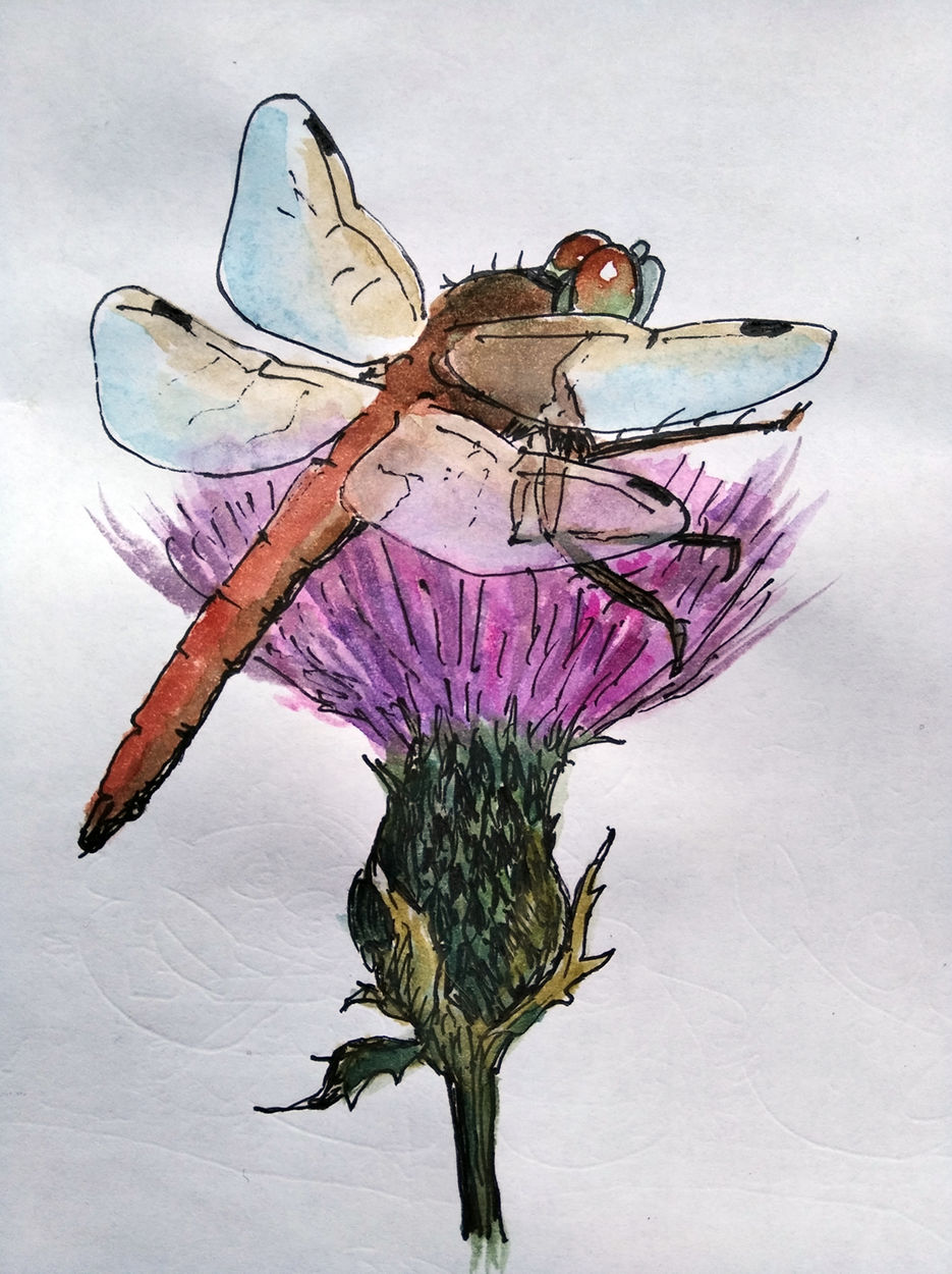 dragonfly.jpg