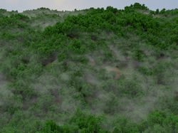 Реалистичная 3D модель леса