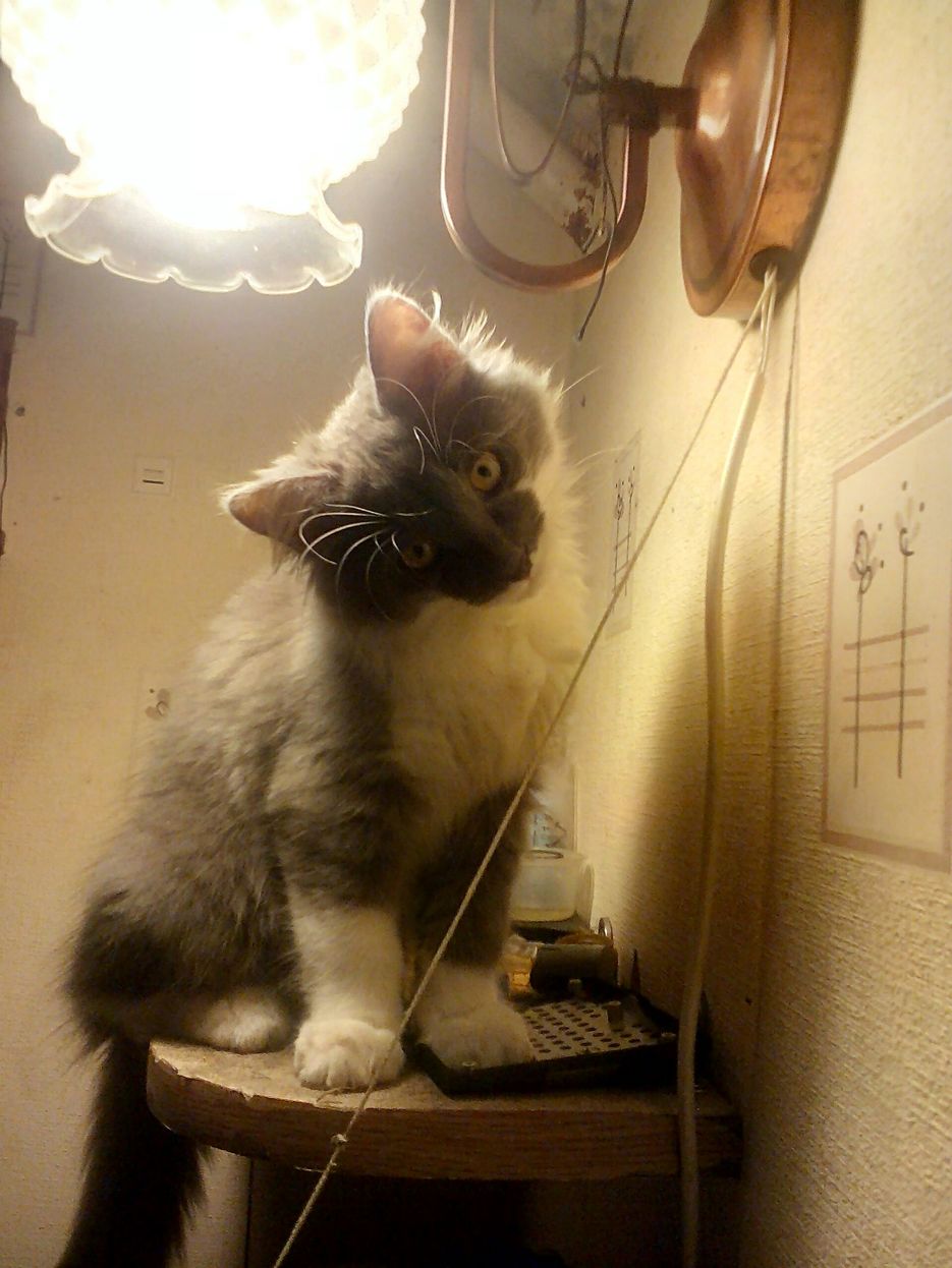 im-upload-image-1534938069509.jpg