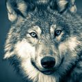 Translatewolf
