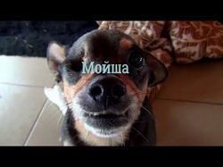 Интервью. Собака - инвалид