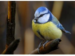 Лазоревка или голубая синица (Parus caeruleus)
