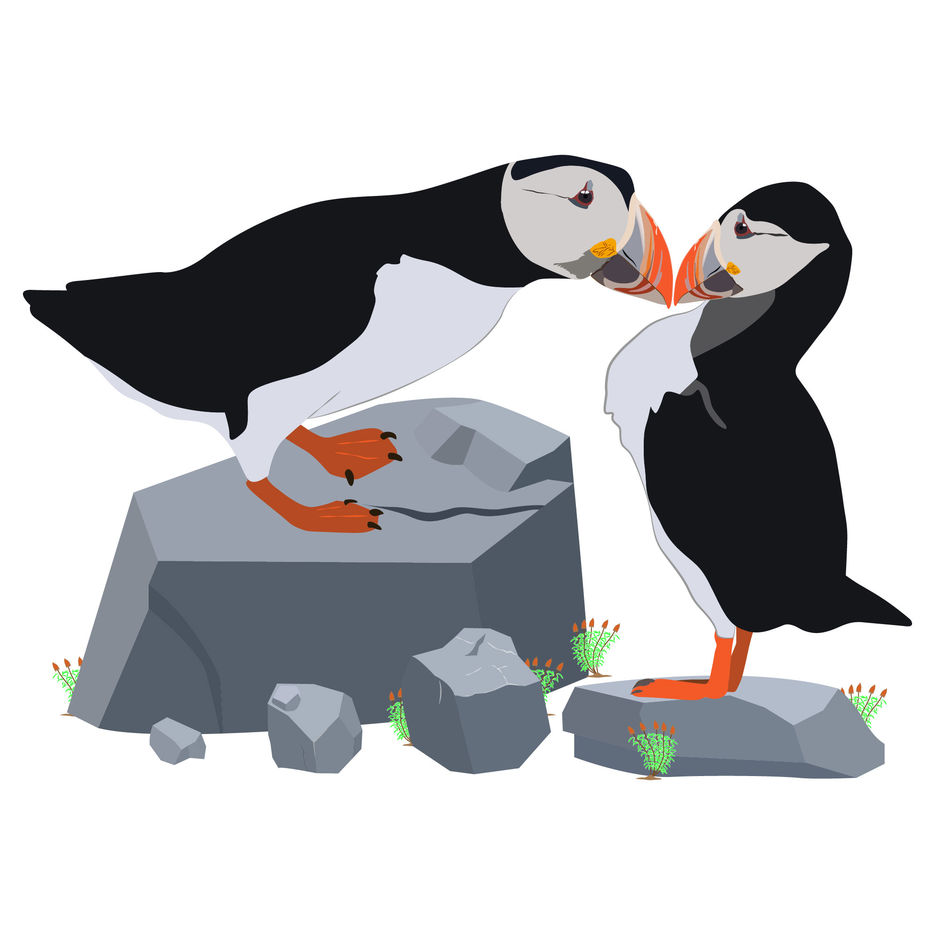 Atlantic puffins. Vector image on a white background. [преобразованный].jpg