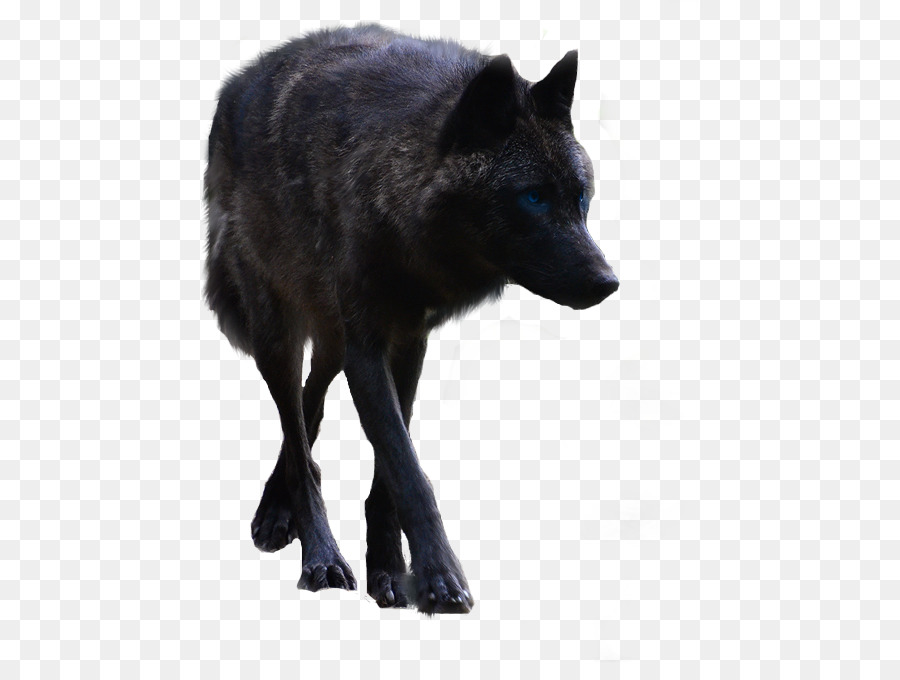 kisspng-gray-wolf-raster-graphics-editor-photofiltre-photo-5ae0c941230310.3308509415246810251434.jpg