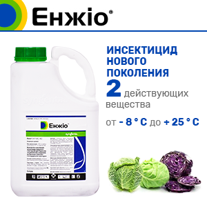 Энжио_Finish_02.png