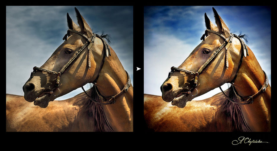 Horse.jpg