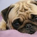 puggg