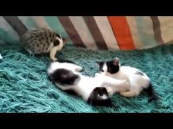 Видео про котят