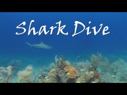 Shark Dive (погружение с акулами)