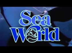 Sea World. Шоу китов