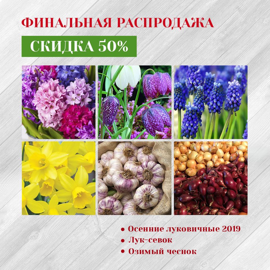 Финальная Распродажа луковичные_инст.png