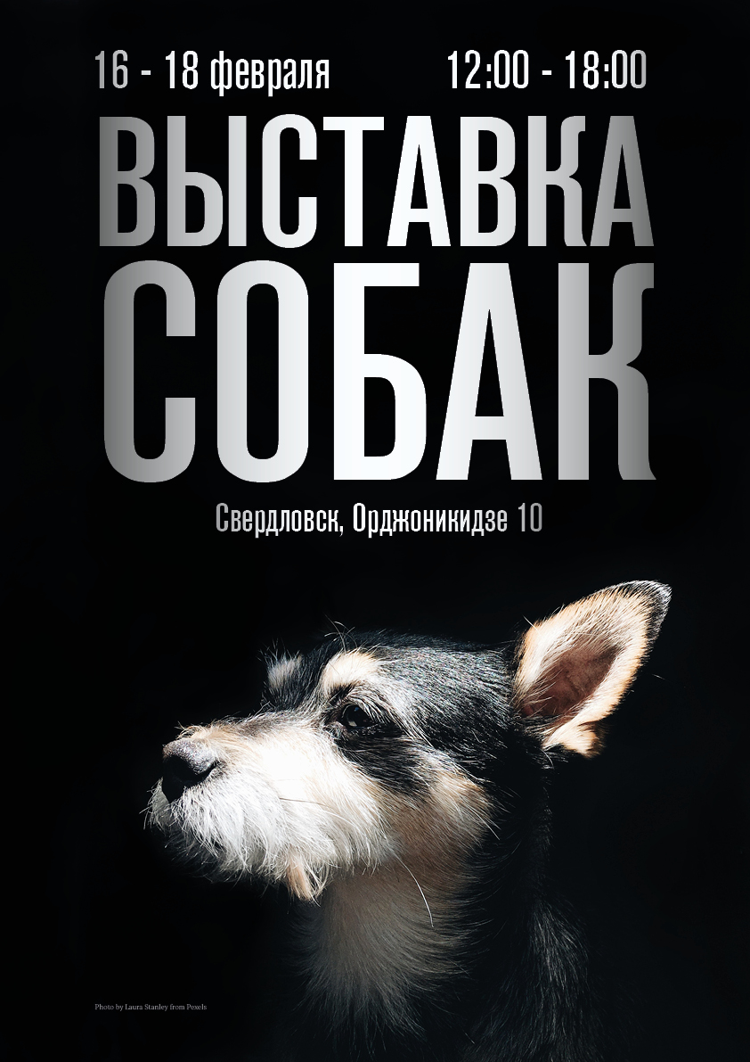 Выставка собак.jpg