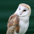Soren