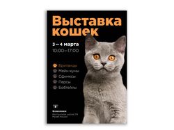 Выставка кошек
