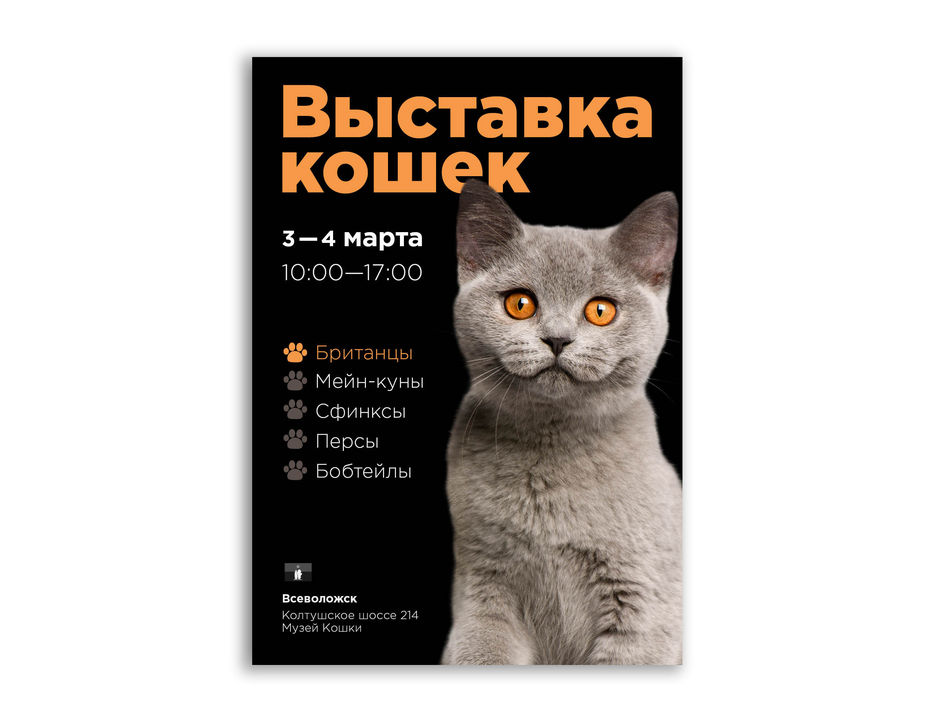 Выставка-кошек.jpg